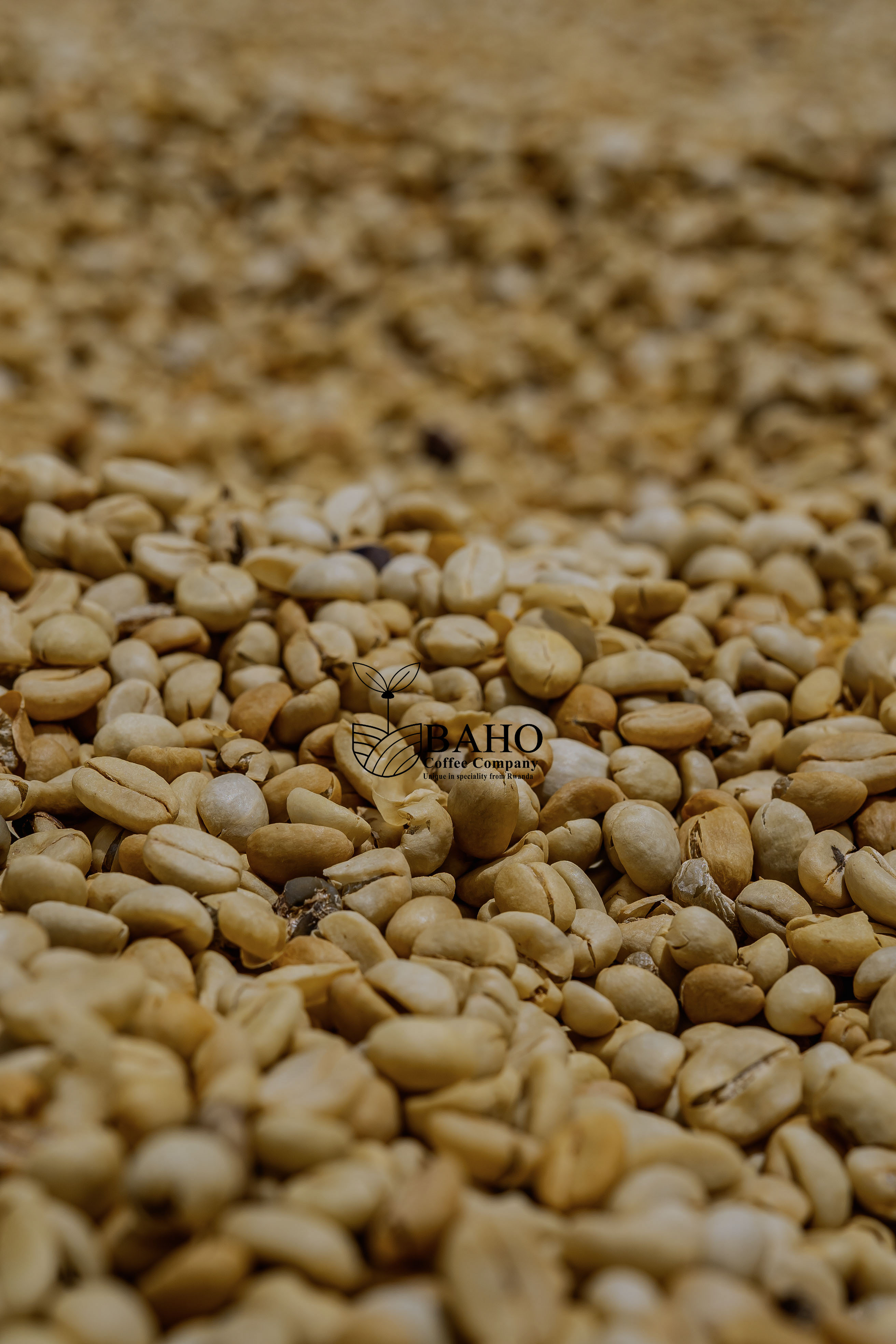 Fully Washed Coffee